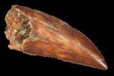 Raptor Tooth - Real Dinosaur Tooth #102793-1